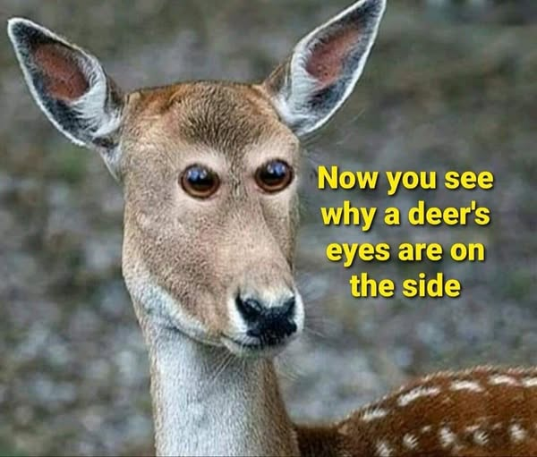 1756436683825.png