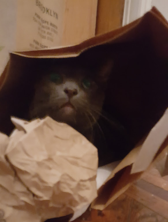 Arya.in.a.bag.jpg