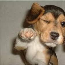 beagle.jpeg