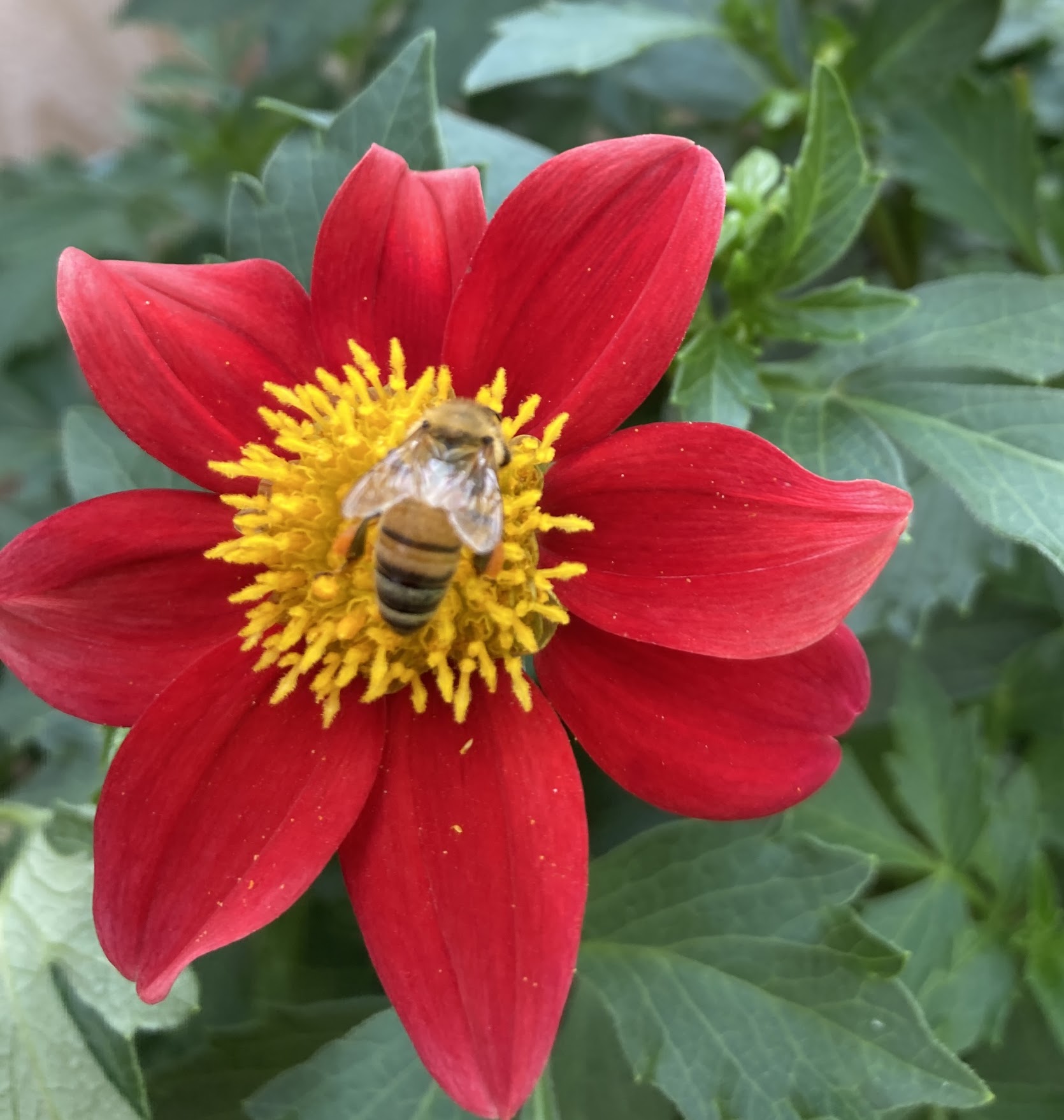 bee5.jpg