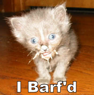 cat-i-barf.jpg