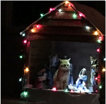 Cat nativity1.jpg