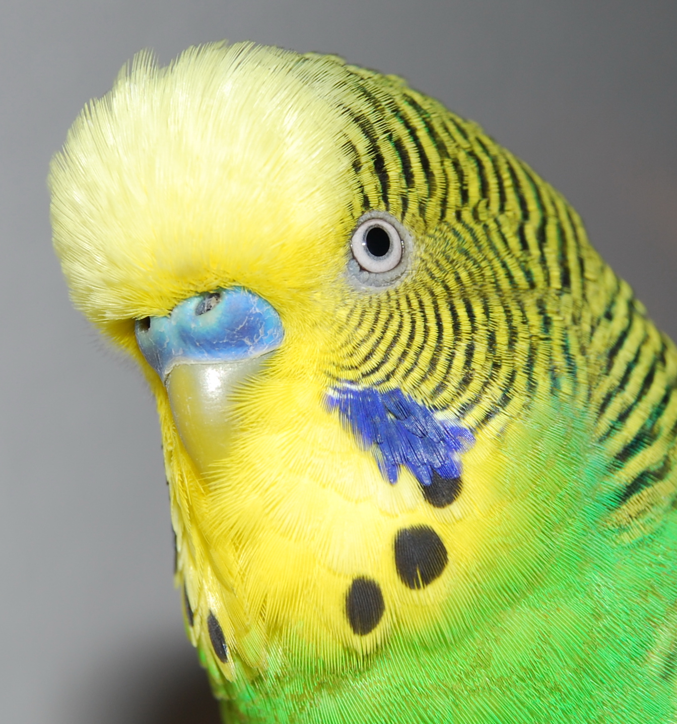 Detail_shot_of_budgerigars_head.jpg