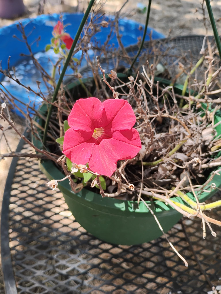 flower1.jpg