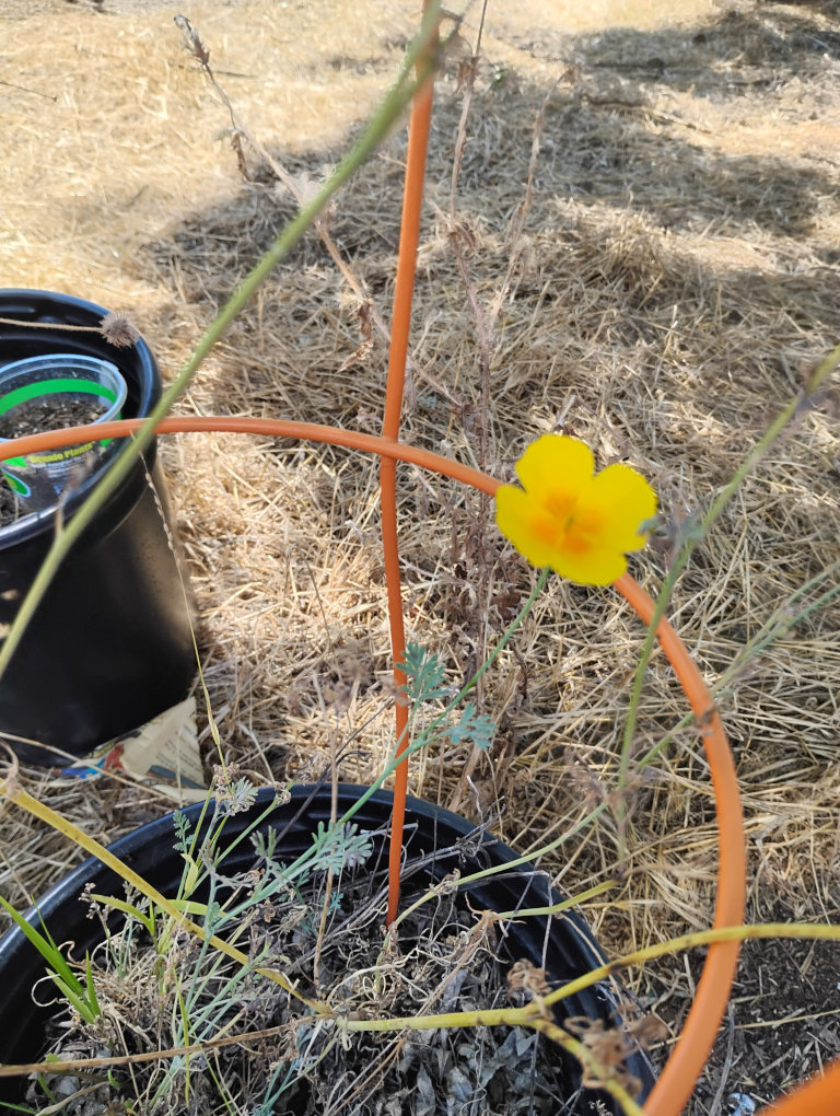 flower2.jpg