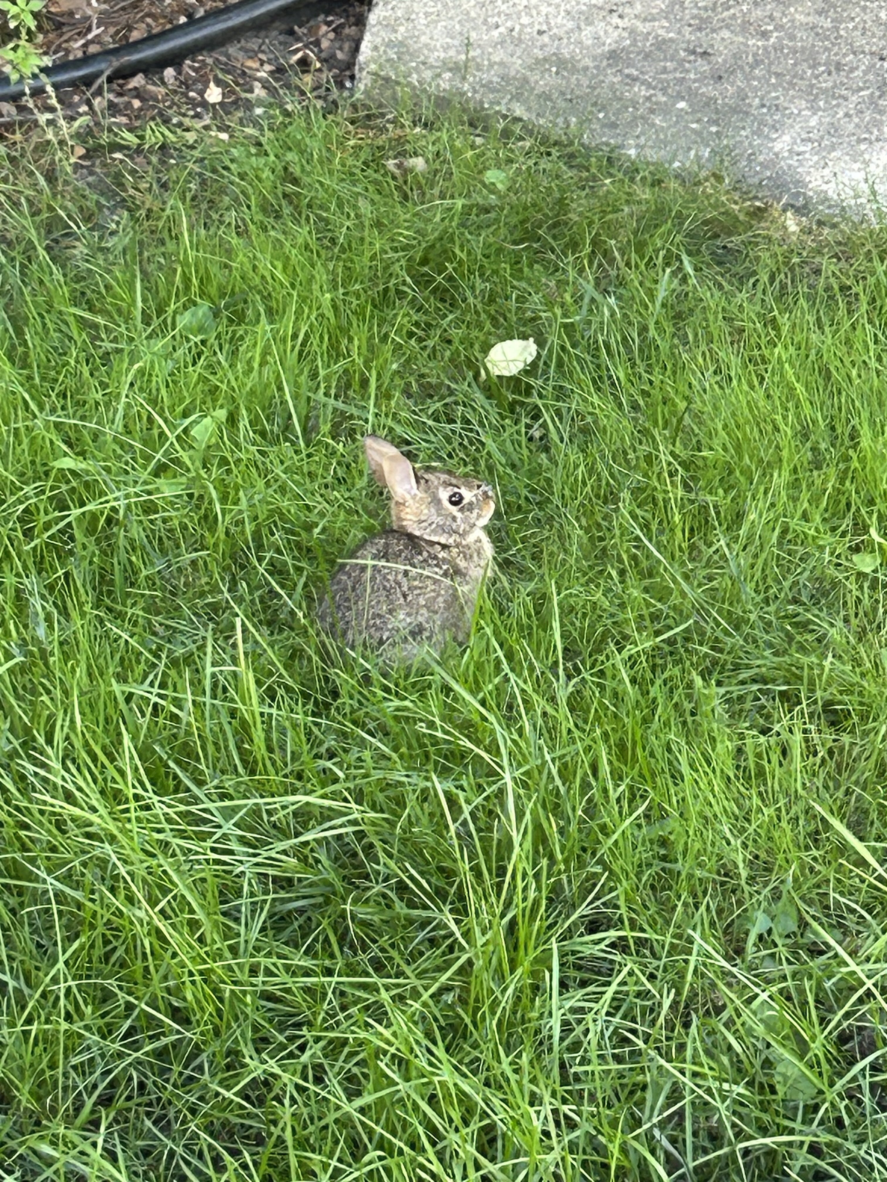 IMG_0378.jpeg