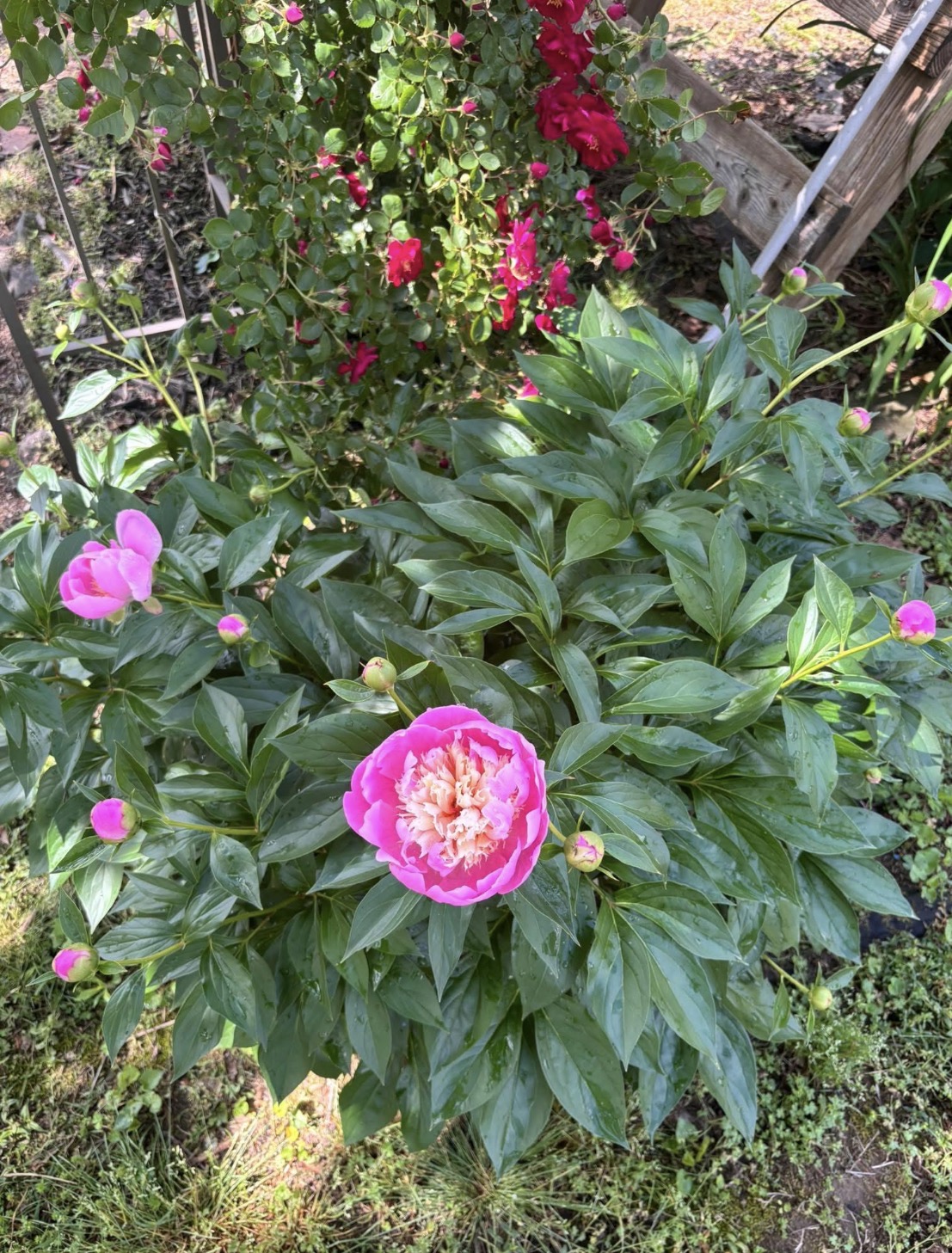 IMG_0524.jpeg