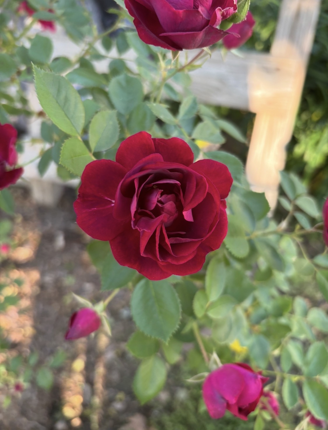 IMG_0797.jpeg