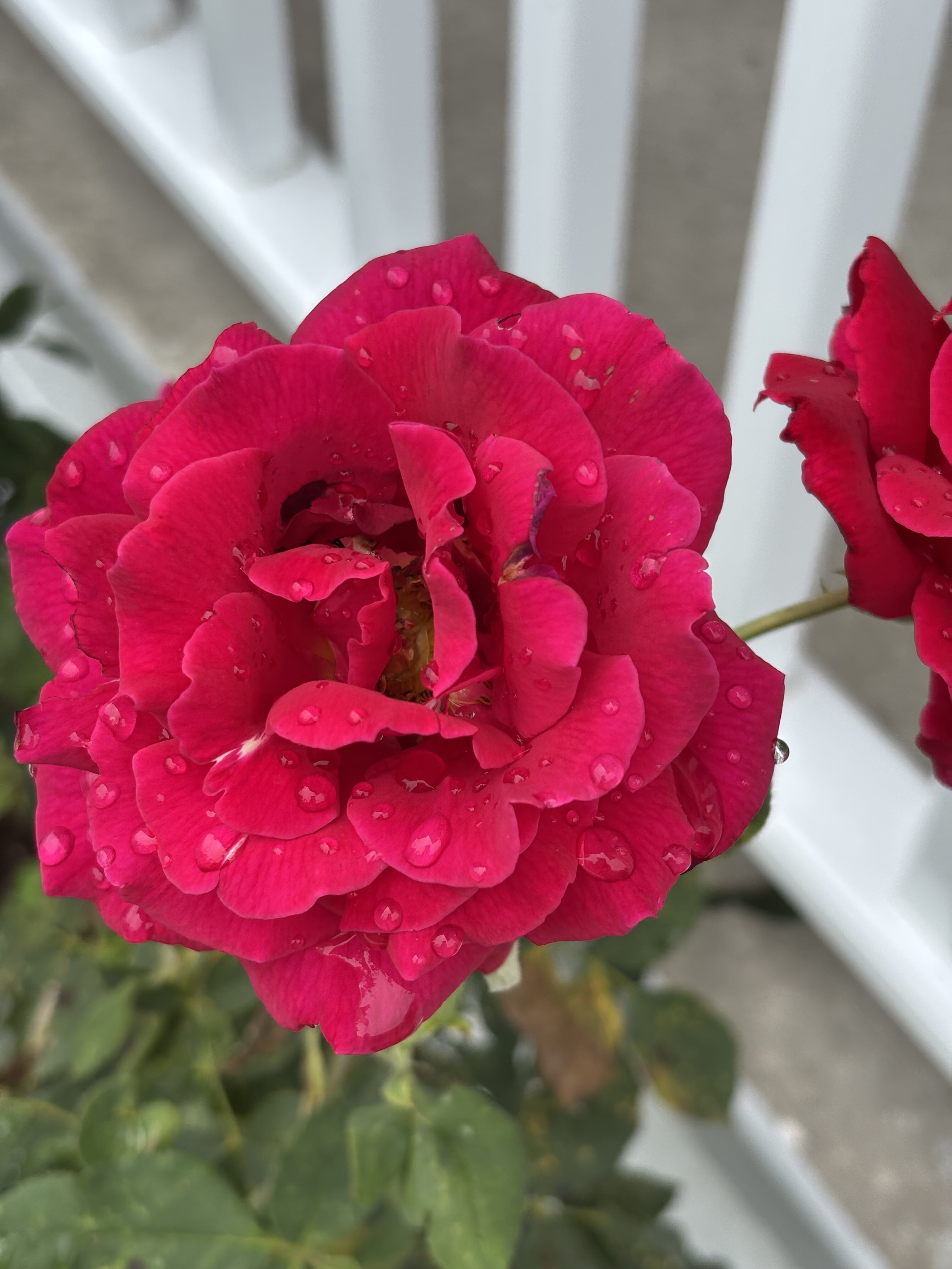 IMG_1429.jpeg