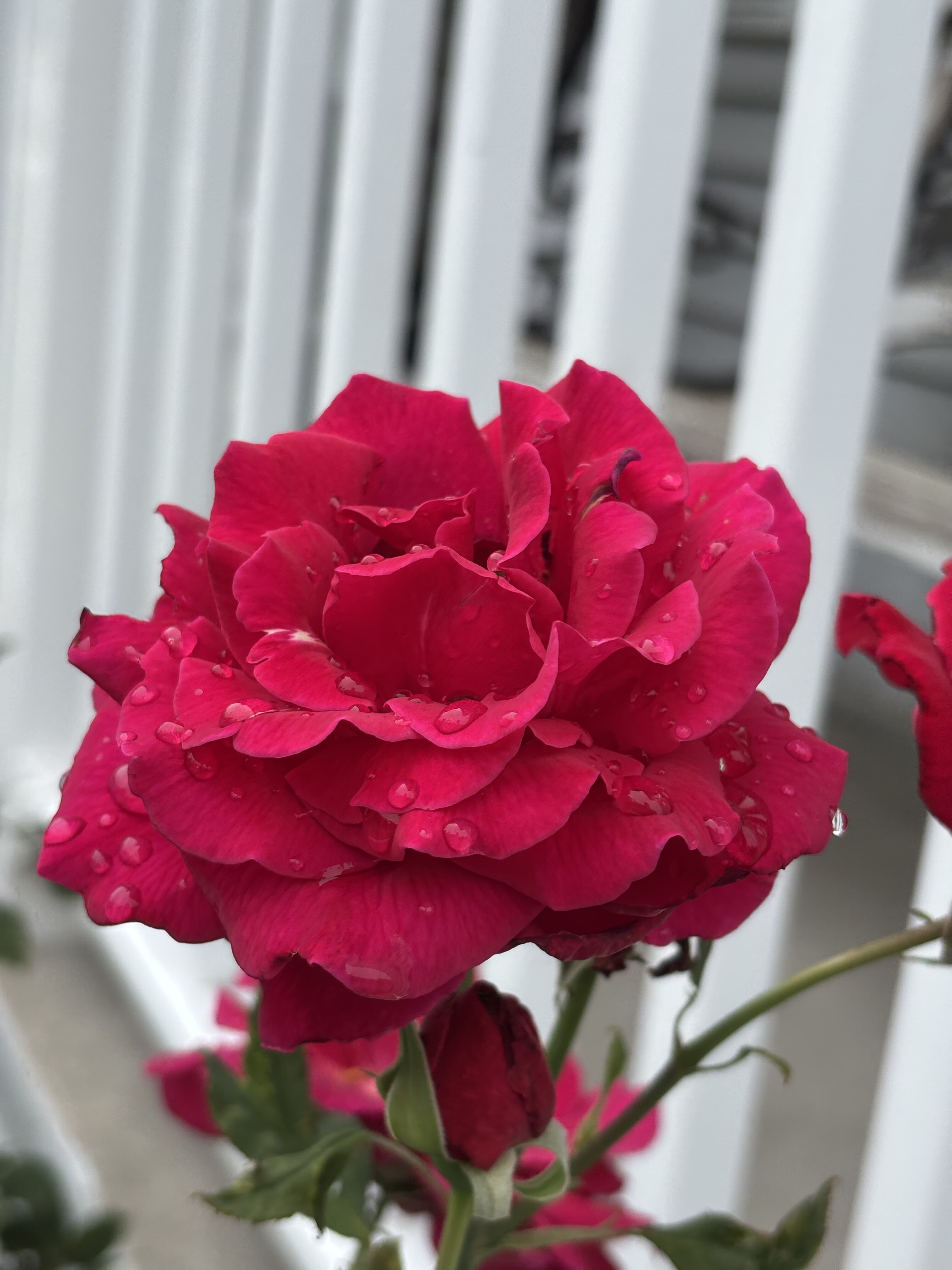 IMG_1430.jpeg