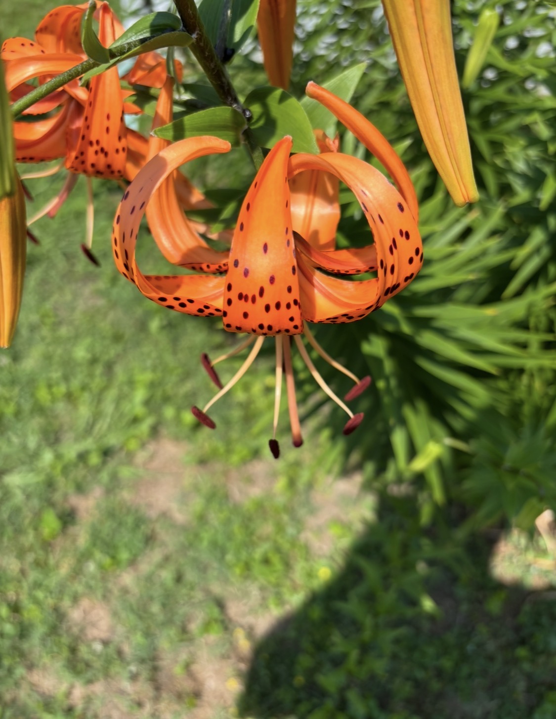 IMG_1680.jpeg