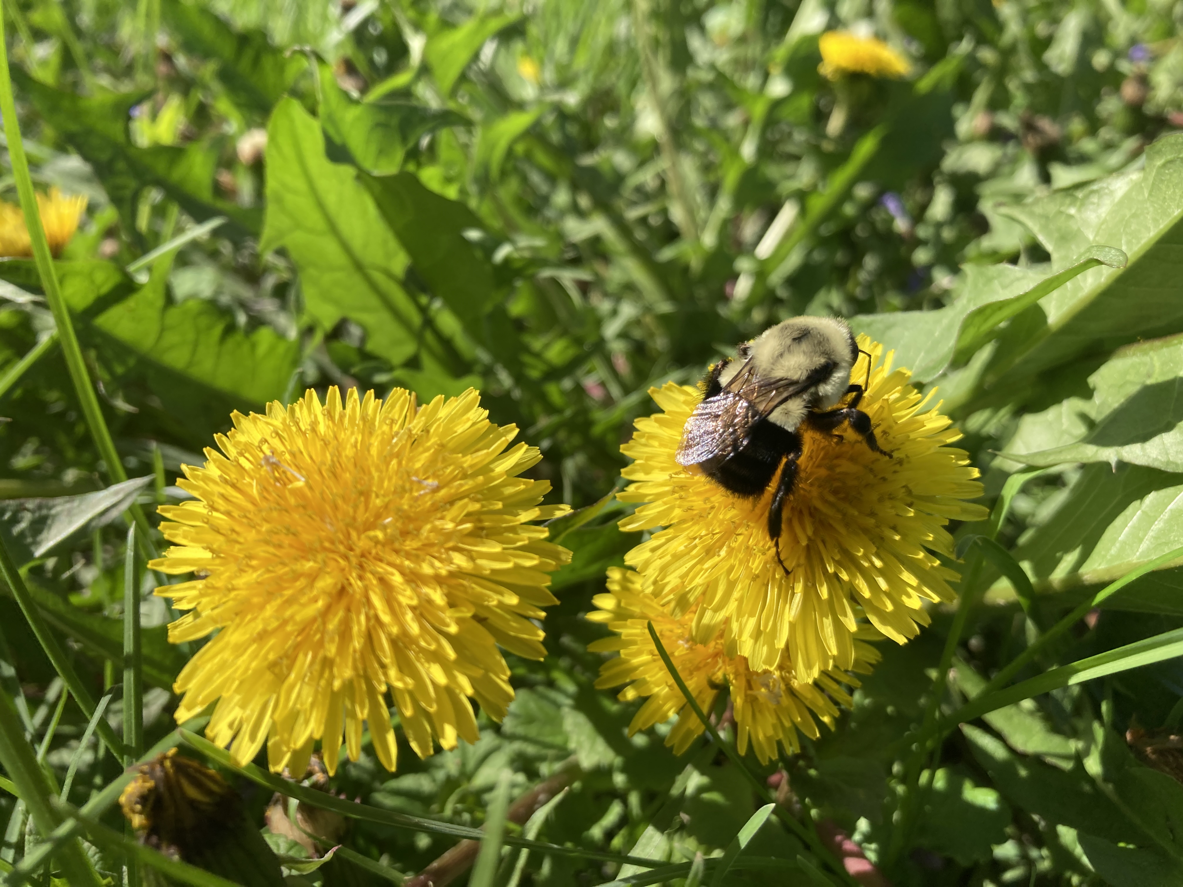 IMG_5202.jpeg