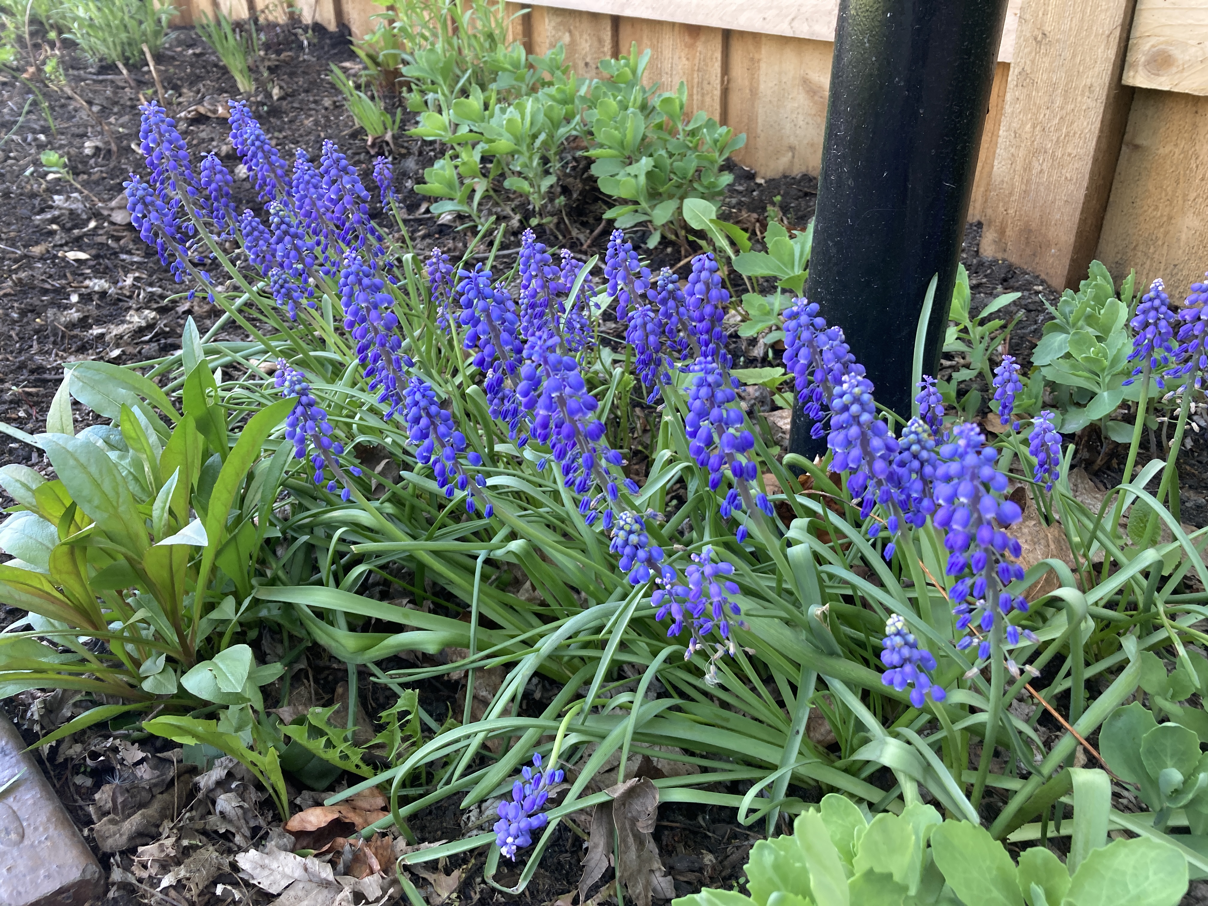 IMG_5203.jpeg