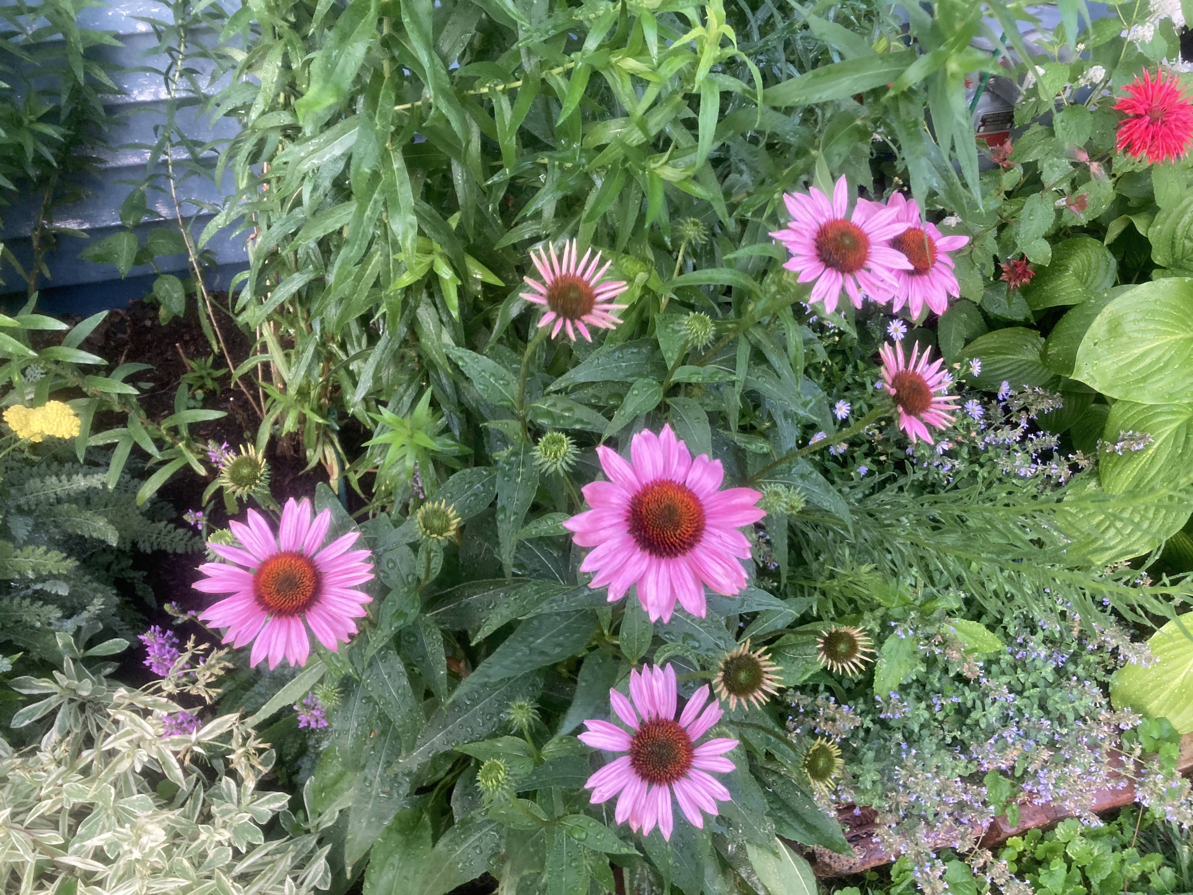 IMG_5826.jpeg