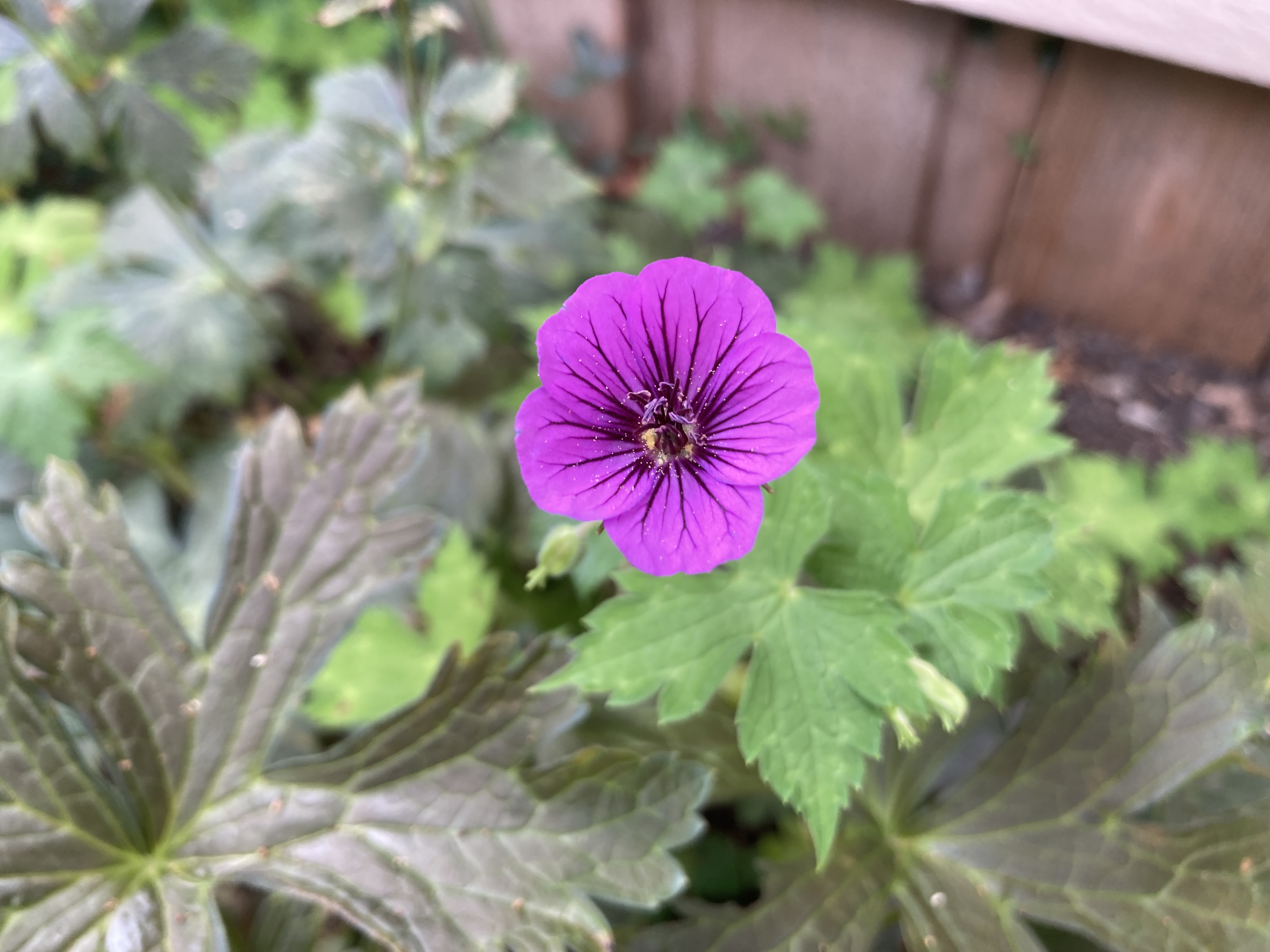 IMG_5970.jpeg