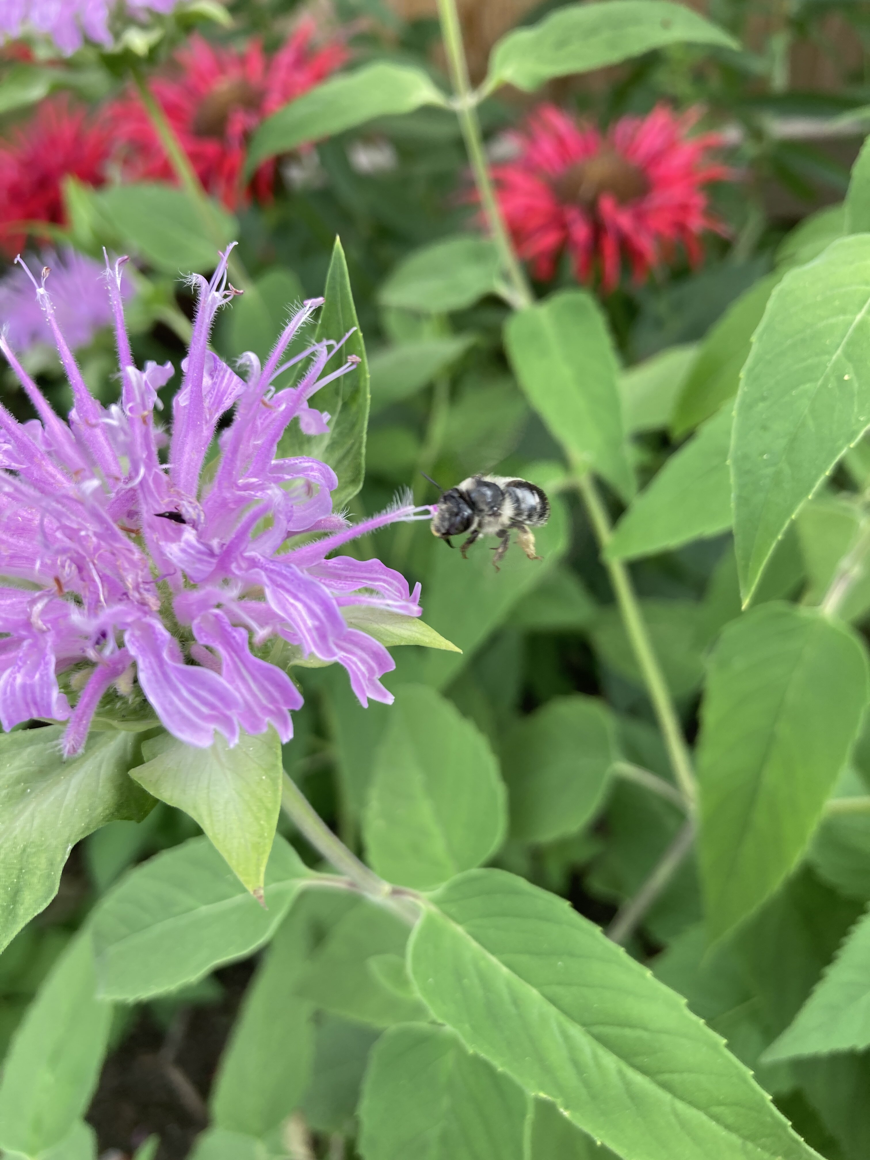 IMG_5988.jpeg