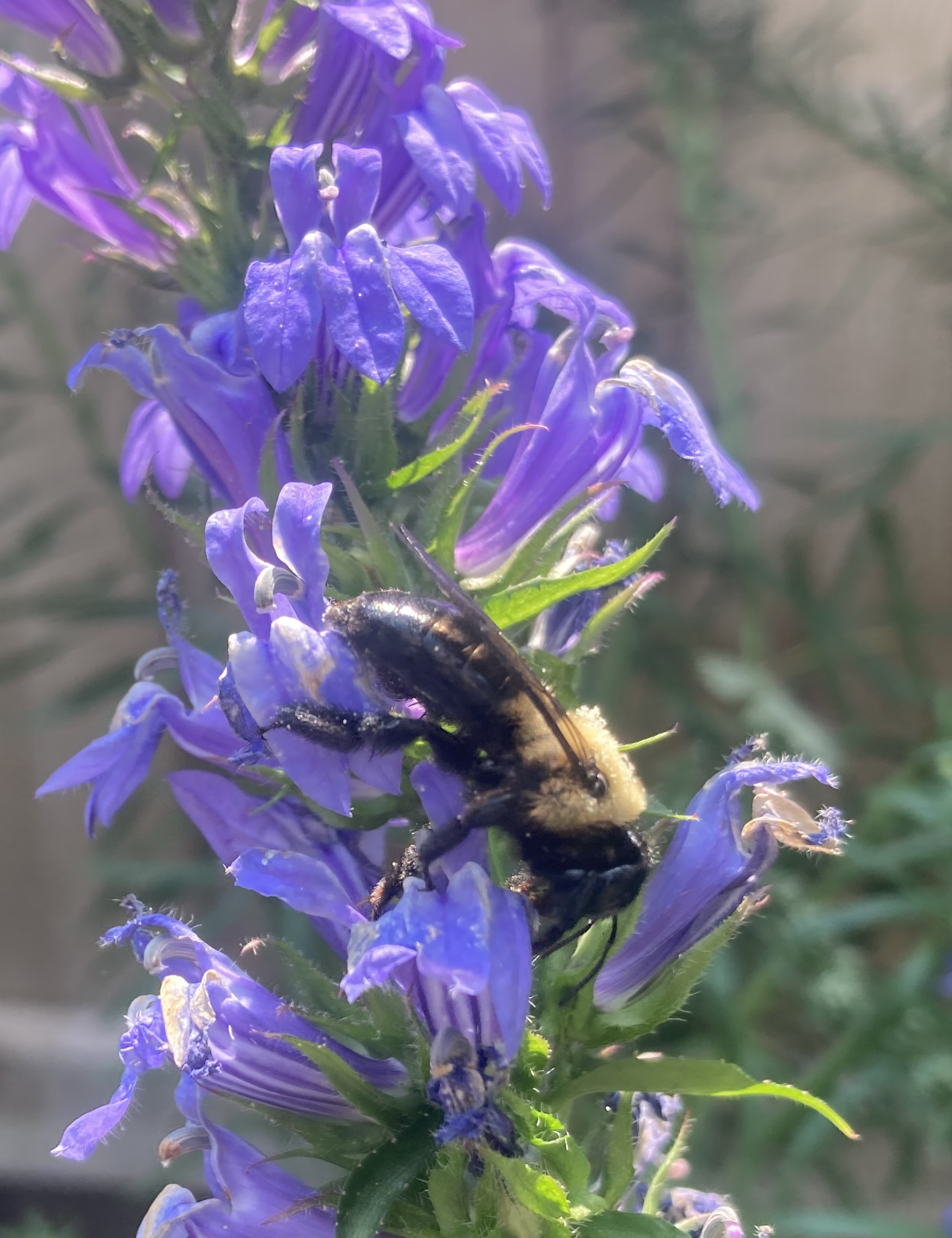 IMG_6801.jpeg