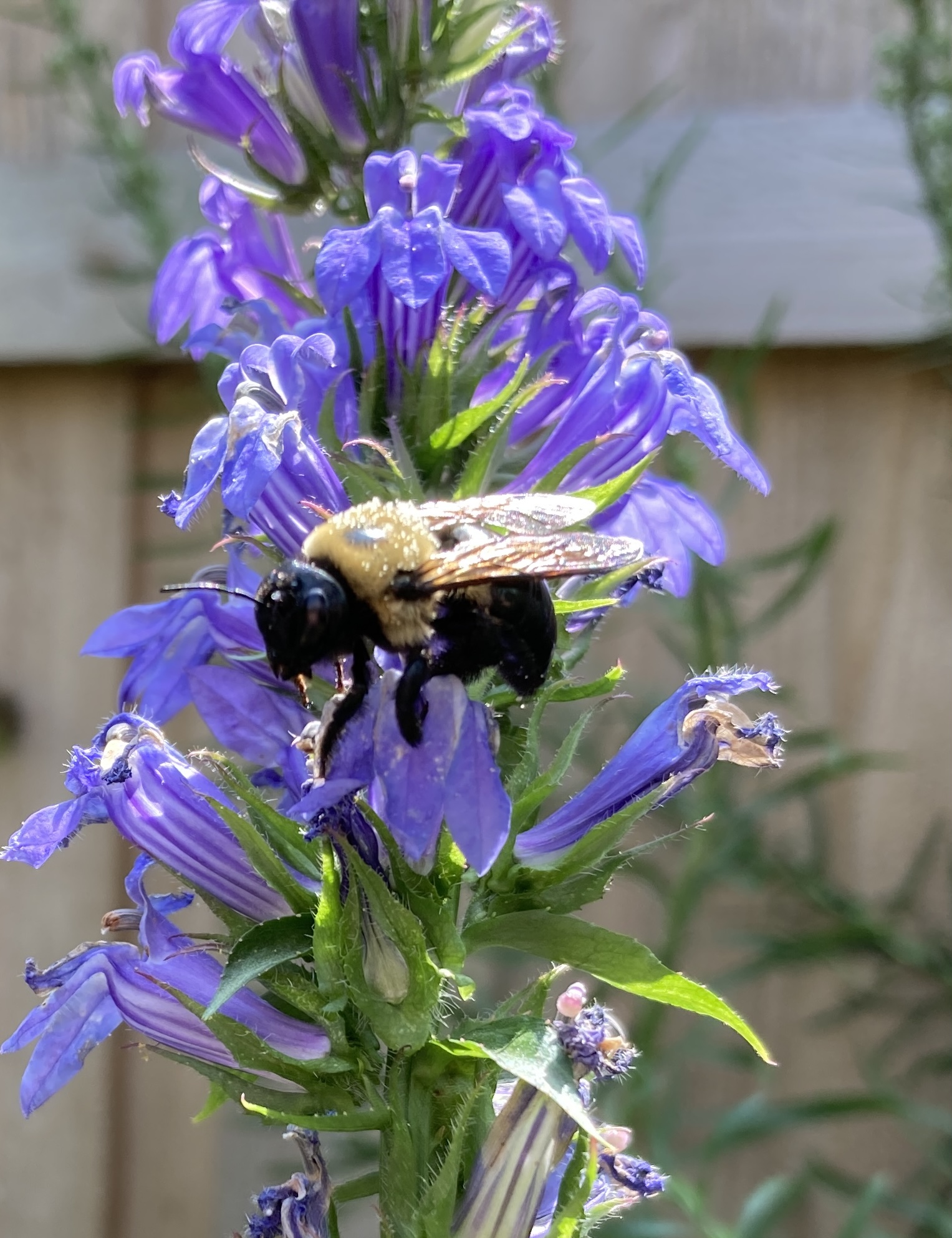 IMG_6806.jpeg