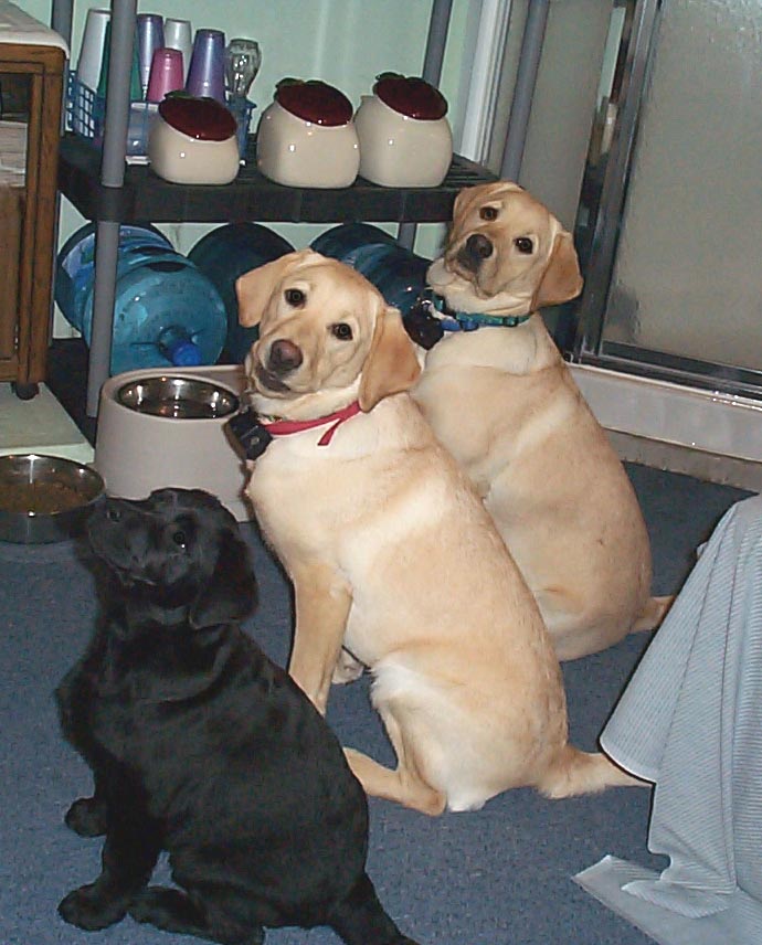 Lined up for a treat small file.jpg