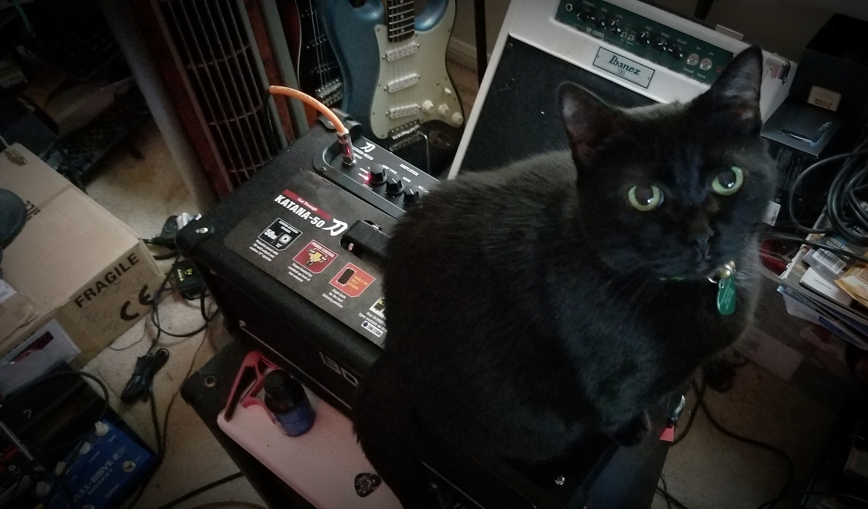 Luna_Amp_Kitty.jpg