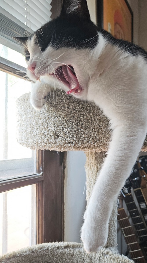 marv-yawn.jpg