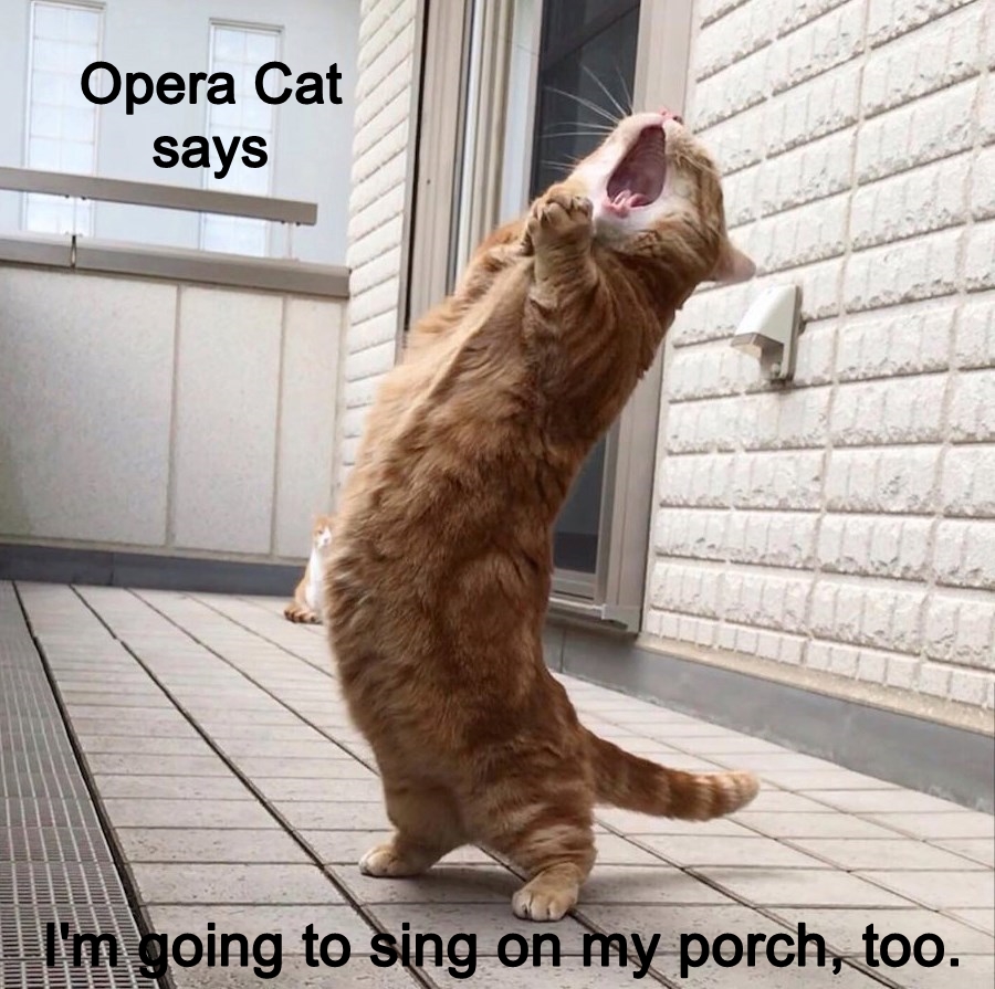 Opera Cat.jpg