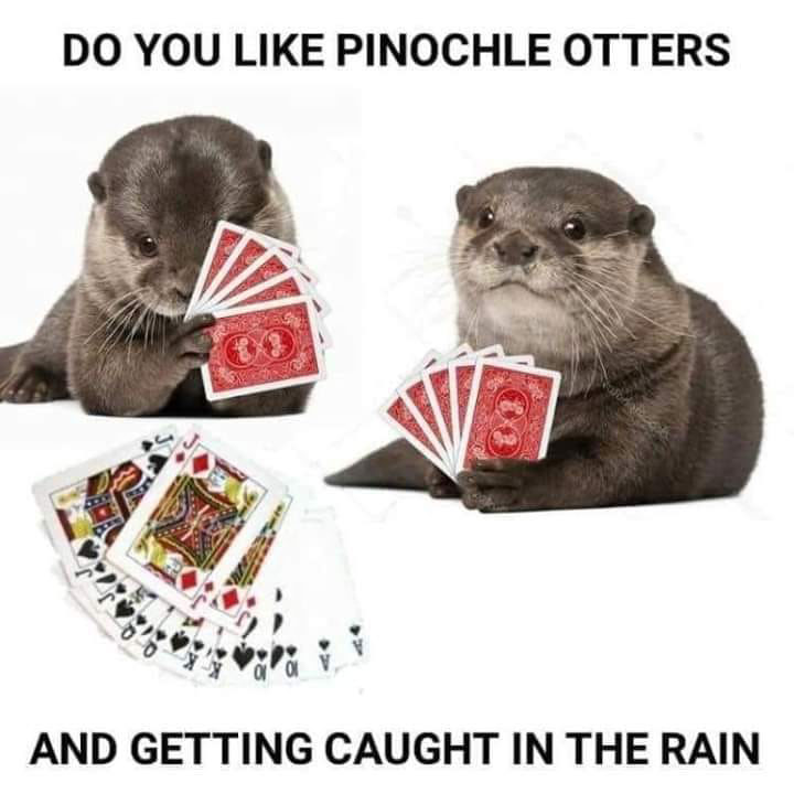 otter.jpg