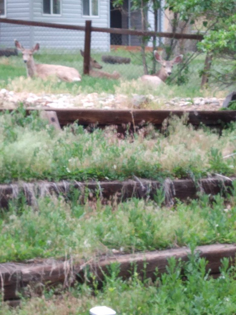 yard _deer.jpg