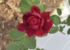 IMG_1309.jpeg
