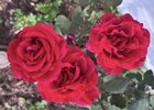 IMG_1308.jpeg