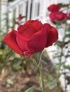 IMG_1307.jpeg