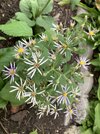 IMG_5967.jpeg