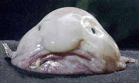 blob_fish.jpg