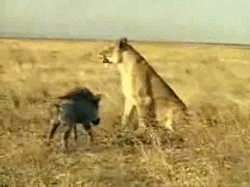 C7BAD1A1-900E-4609-87AC-906D5DDDF614.gif