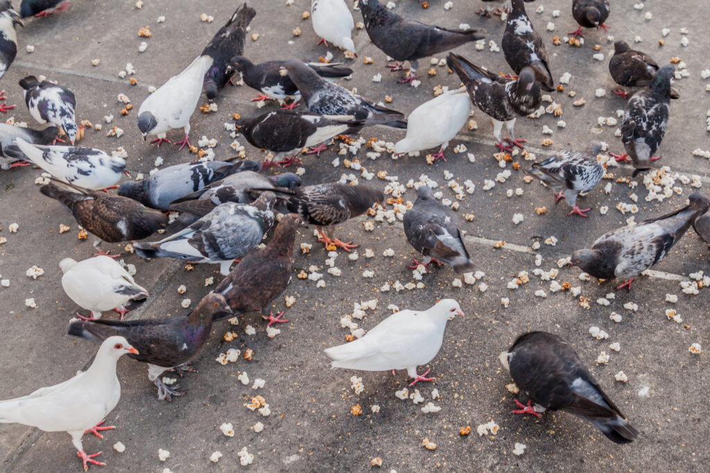 Can-Birds-Eat-Popcorn-1024x682.jpg