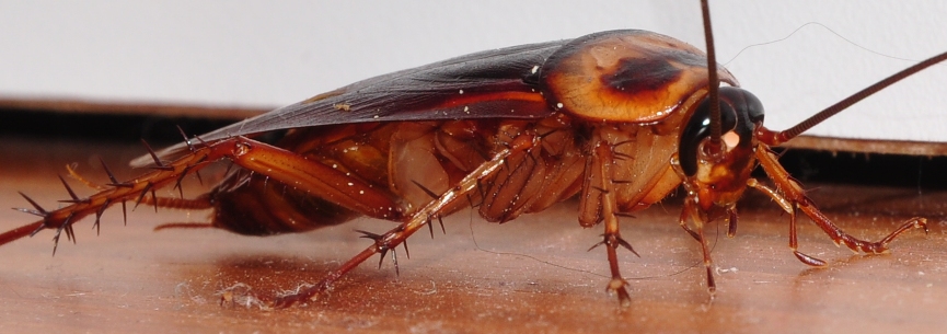 Started my day off with an epic battle against an enormous cockroach ...
