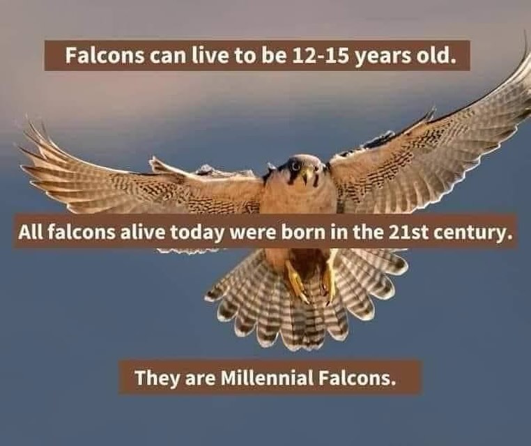 Falcon.jpg