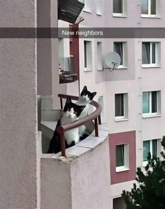 neighbors.jpg