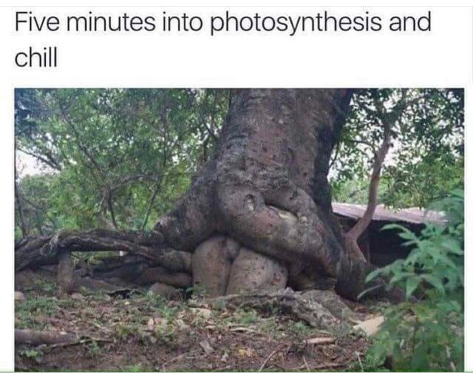 photosythesis.jpg