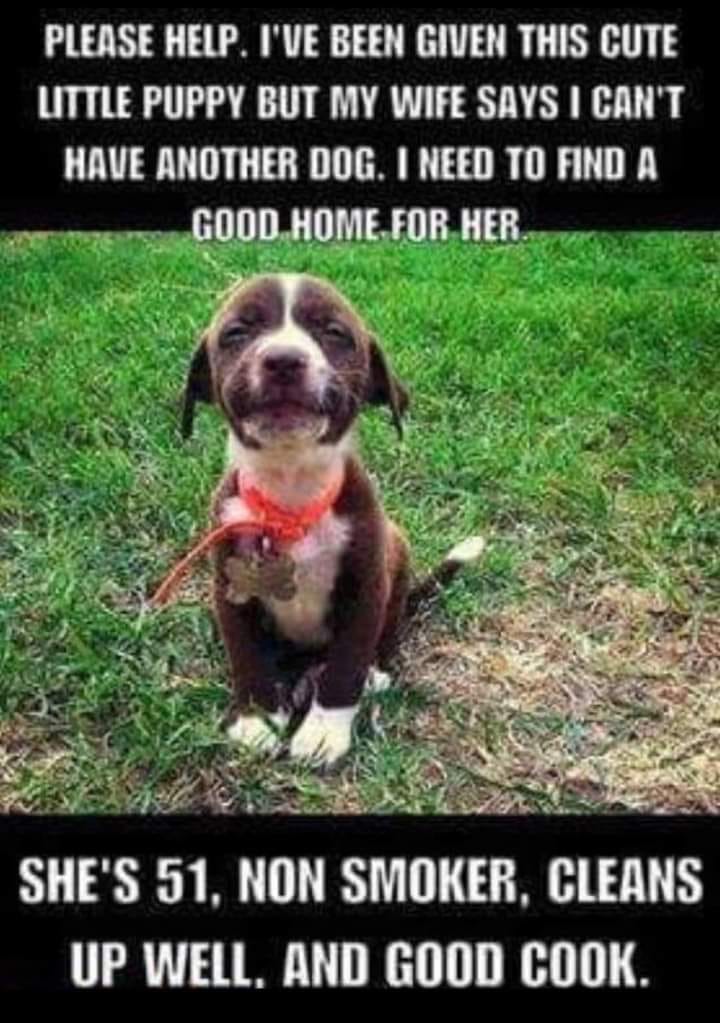 puppy.jpeg