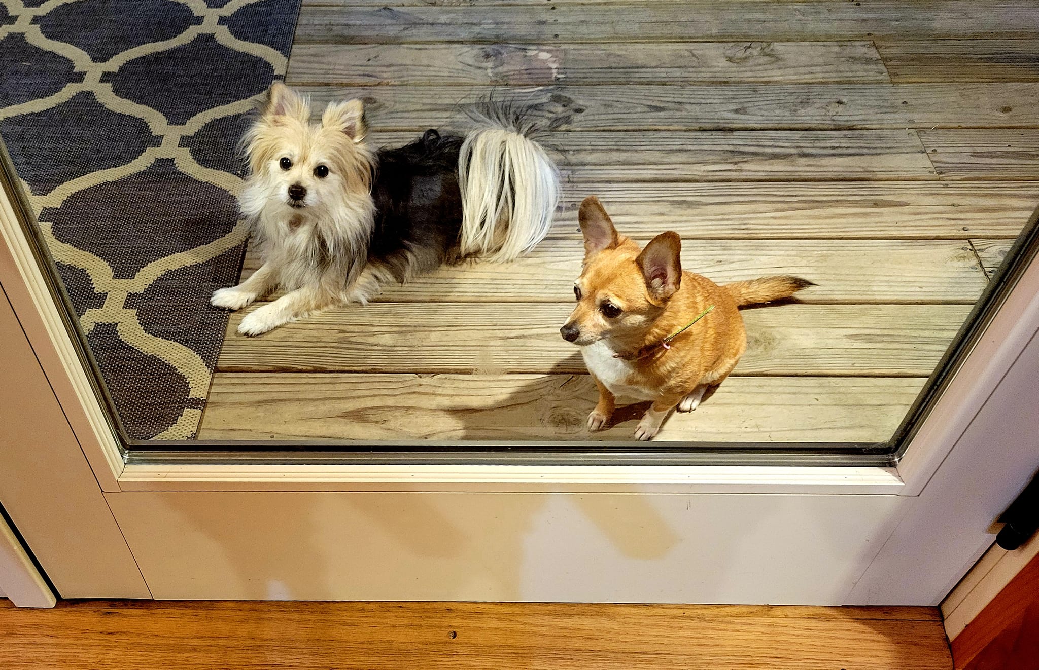 Vacay Porch Dogs Lola Duchess Cape San Blas 2021 Doggos.jpg